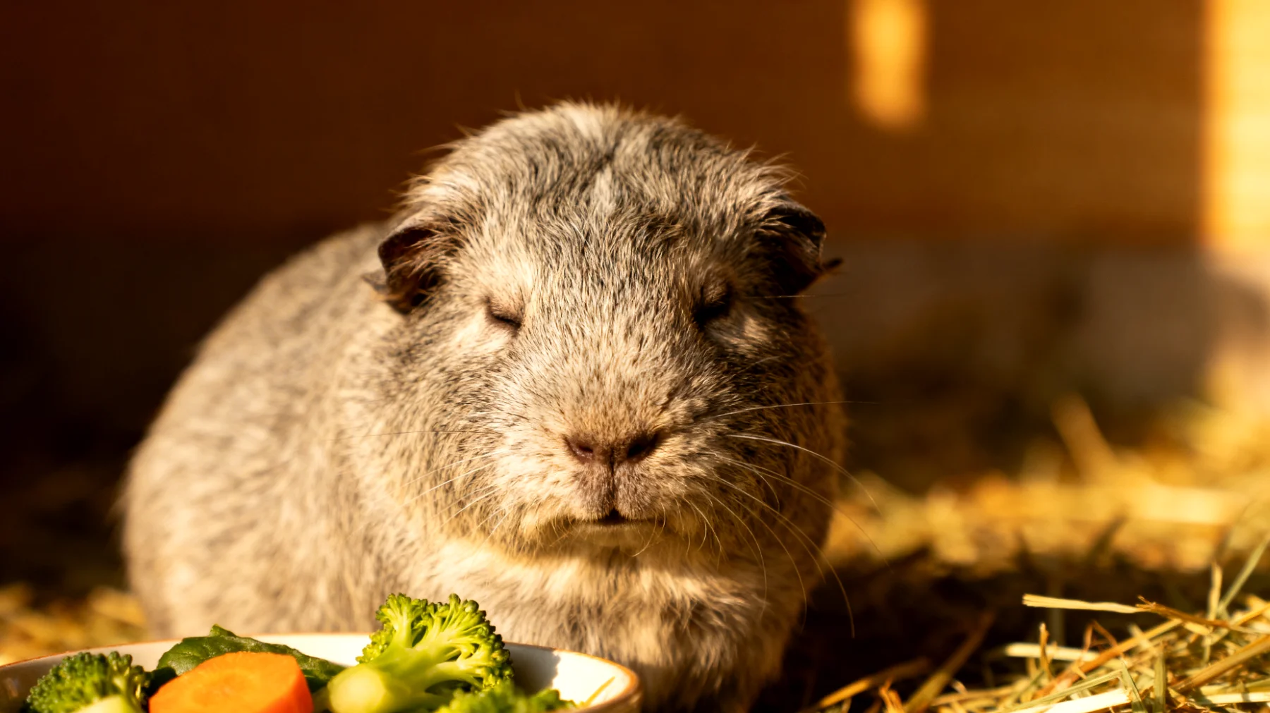 Ältere Meerschweinchen benötigen eine angepasste Ernährung, da sie häufig unter Zahnproblemen, verlangsamtem Stoffwechsel und geringerer Aktivität leiden, was zu Mangelernährung oder Übergewicht führen kann"