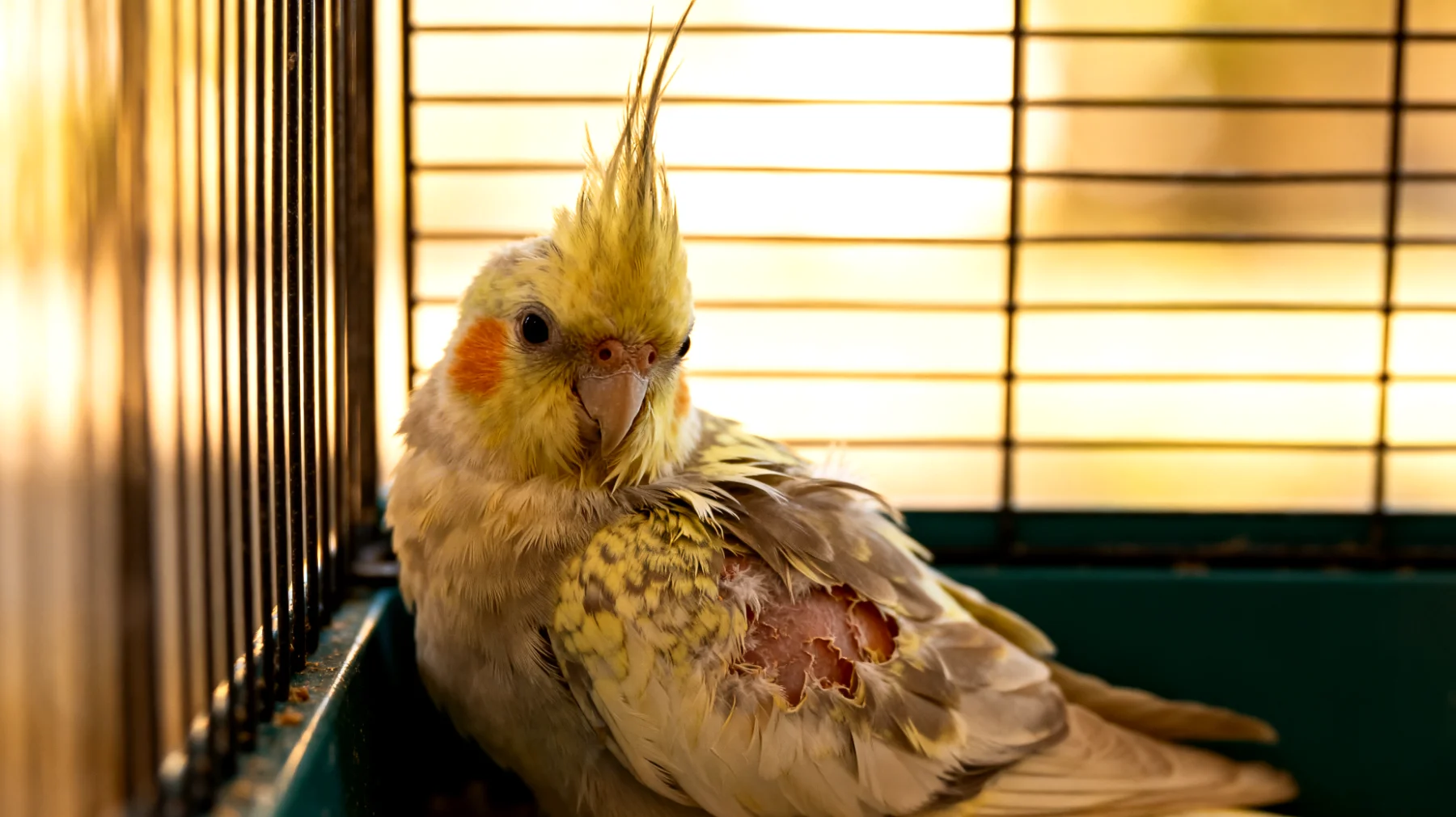 Junge Nymphensittiche sind anfällig für Federpicken und Entwicklungsstörungen durch Nährstoffmangel, falsche Luftfeuchtigkeit oder soziale Isolation in den ersten Lebensmonaten"