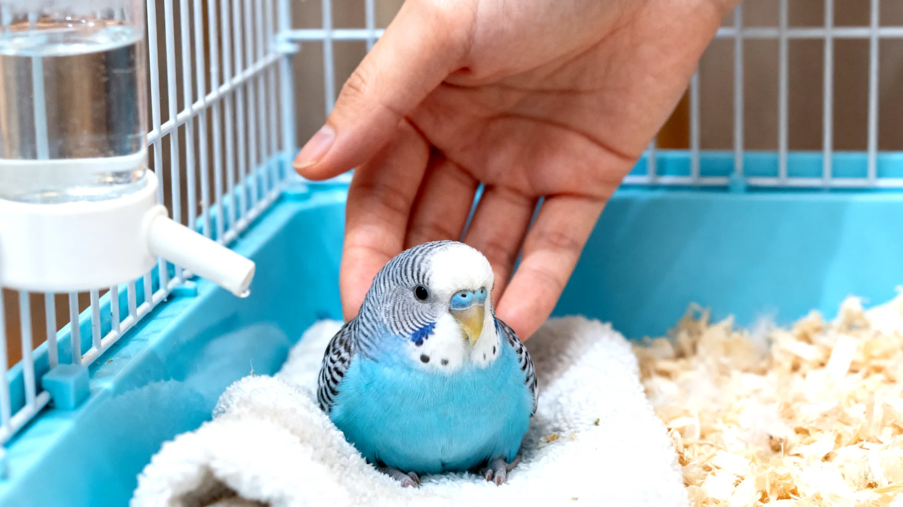 Wellensittiche benötigen nach einer Kastration besondere Betreuung und Schonung, jedoch wird dieser Eingriff bei Wellensittichen extrem selten durchgeführt und ist medizinisch meist nicht indiziert, weshalb spezifische Pflegehinweise und Verhaltensübungen für diese Situation kaum etabliert sind"